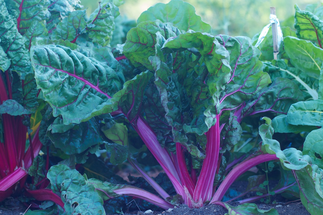 Swiss Chard